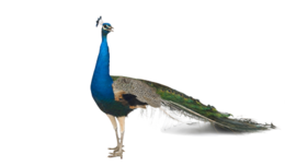 animals & Peacock free transparent png image.
