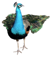 animals & Peacock free transparent png image.