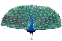 animals & Peacock free transparent png image.