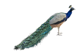 animals & peacock free transparent png image.