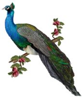 animals & Peacock free transparent png image.