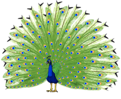 animals & Peacock free transparent png image.