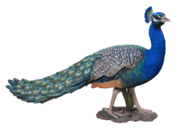 animals & peacock free transparent png image.