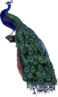 animals & peacock free transparent png image.