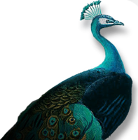 animals & peacock free transparent png image.