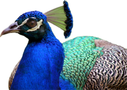 animals & Peacock free transparent png image.