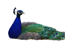 animals & peacock free transparent png image.