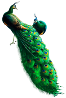 animals & peacock free transparent png image.