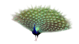 animals & Peacock free transparent png image.