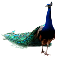 animals & peacock free transparent png image.