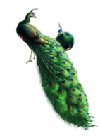 animals & Peacock free transparent png image.