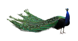 animals & Peacock free transparent png image.