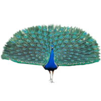 animals & Peacock free transparent png image.