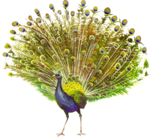 animals & Peacock free transparent png image.