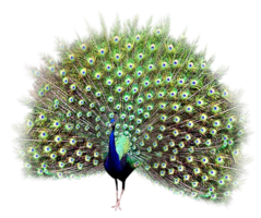 animals & Peacock free transparent png image.