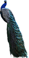 animals & Peacock free transparent png image.