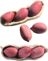 fruits & Peanut free transparent png image.