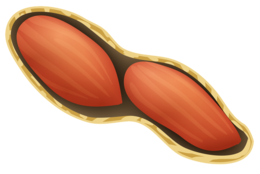 fruits & peanut free transparent png image.