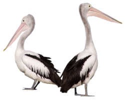 animals & pelican free transparent png image.