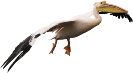 animals & Pelican free transparent png image.