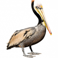 animals & Pelican free transparent png image.