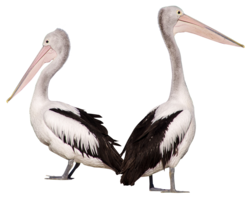 animals & Pelican free transparent png image.
