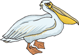 animals & Pelican free transparent png image.