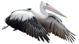 animals & pelican free transparent png image.