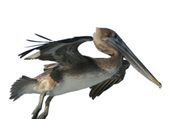 animals & pelican free transparent png image.