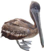 animals & pelican free transparent png image.