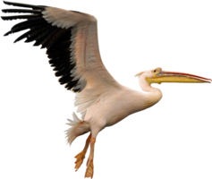 animals & pelican free transparent png image.