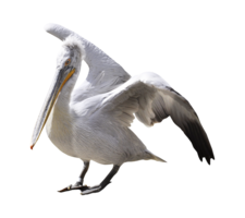 animals & Pelican free transparent png image.