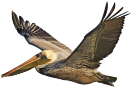 animals & Pelican free transparent png image.