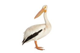 animals & Pelican free transparent png image.