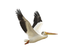 animals & Pelican free transparent png image.