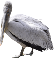 animals & pelican free transparent png image.