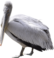 animals & Pelican free transparent png image.