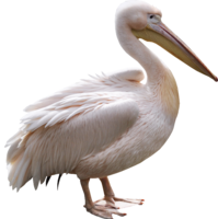 animals & Pelican free transparent png image.