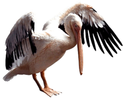 animals & Pelican free transparent png image.