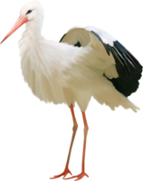 animals & pelican free transparent png image.