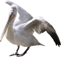 animals & Pelican free transparent png image.