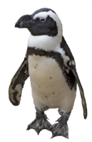 animals & penguins free transparent png image.