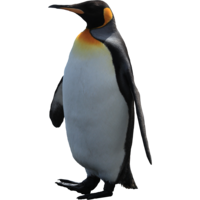 animals & penguins free transparent png image.