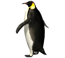 animals & penguins free transparent png image.