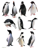 animals & penguins free transparent png image.