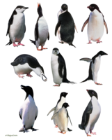 animals & Penguins free transparent png image.