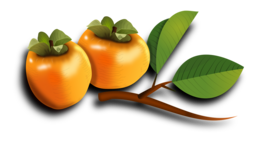 fruits & persimmon free transparent png image.