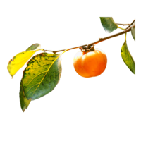 fruits & Persimmon free transparent png image.