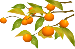 fruits & Persimmon free transparent png image.