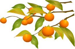 fruits & persimmon free transparent png image.